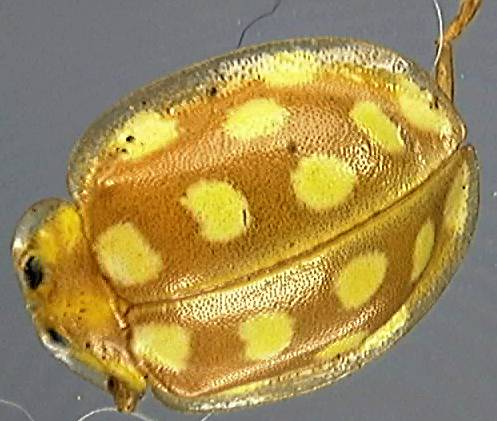 Halyzia sexdecimguttata